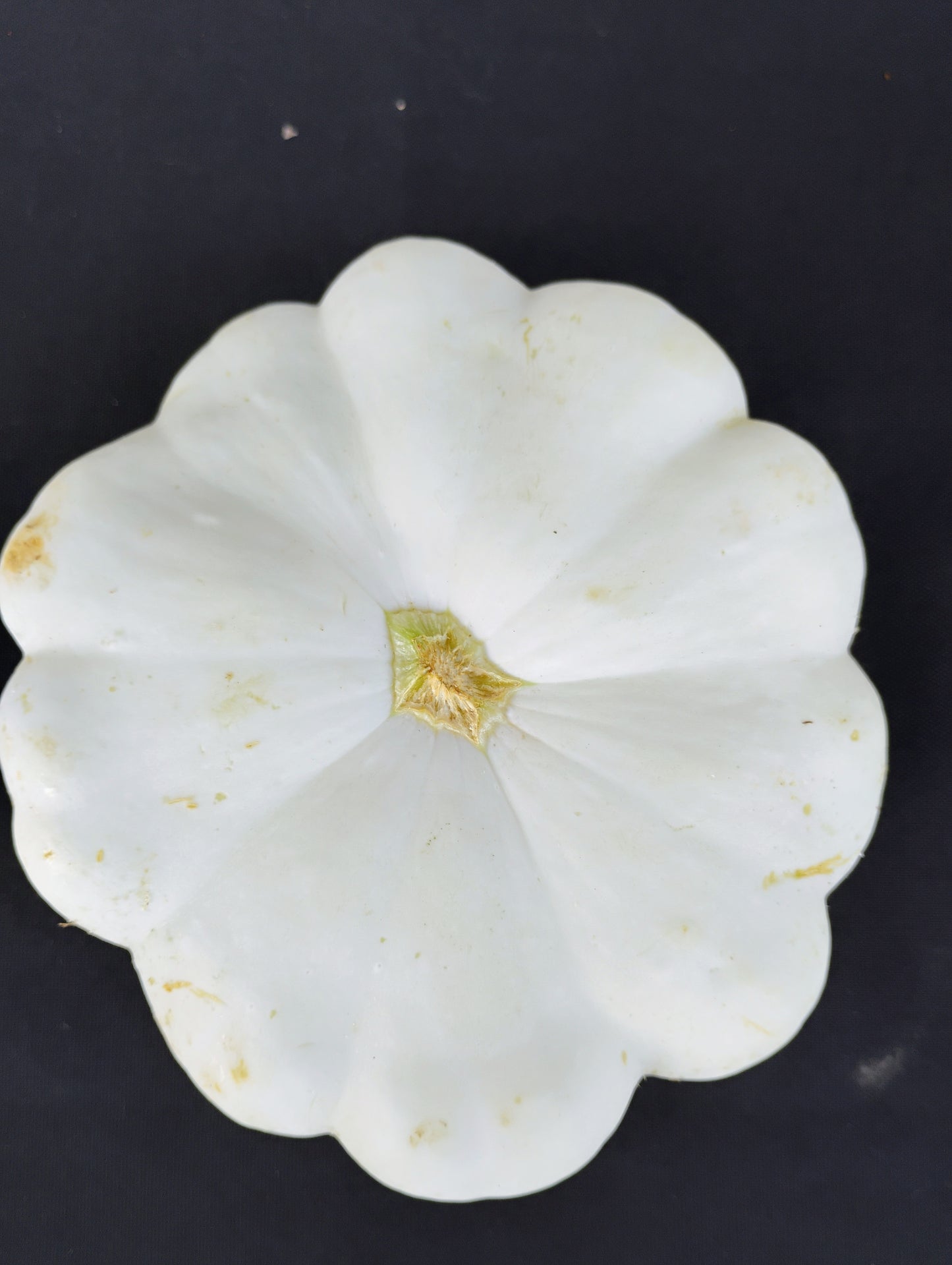 Local Pattypan Squash