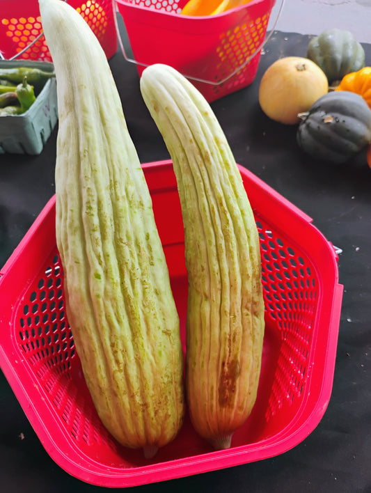 Armenian Cucumber - Summer Sweet Cucumber