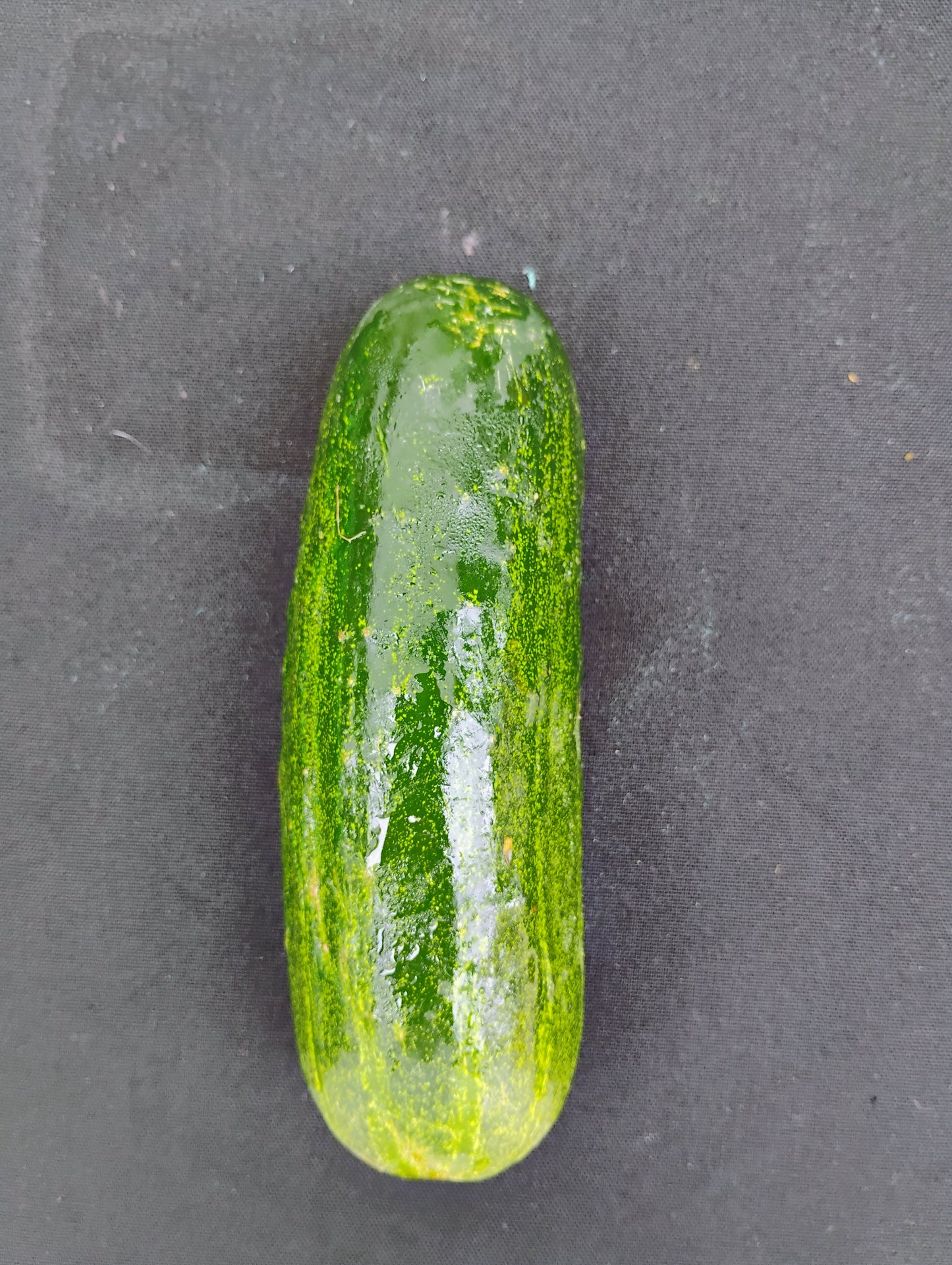 Cucumber