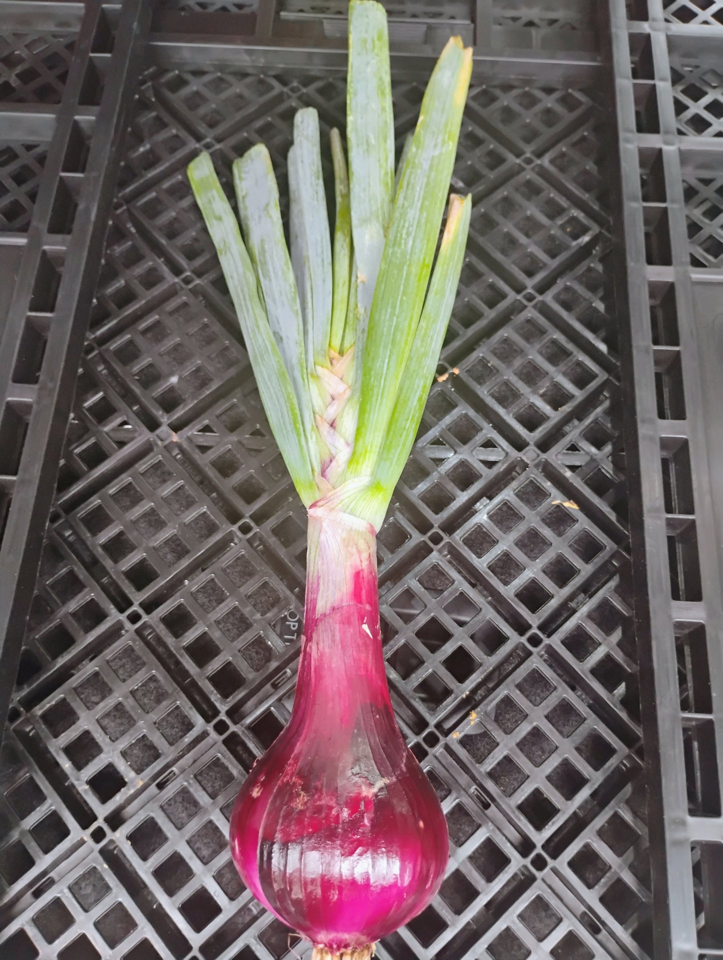 Locally Grown Spring Red Onions (bunch)