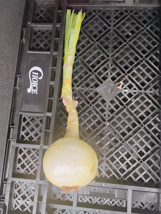 Fresh Local White Onion (each)