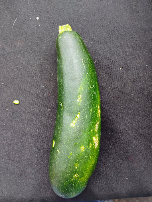 Zucchini