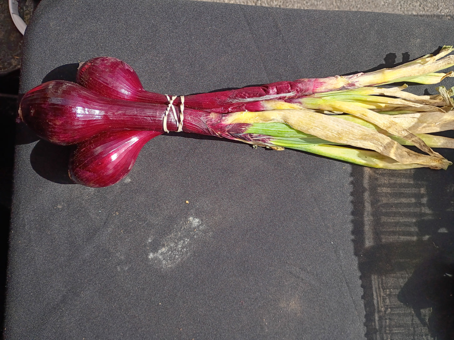 Locally Grown Spring Red Onions (bunch)